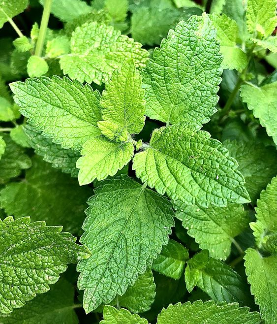 Green Witch丨Ten Commonly Used Manifestation Herbs