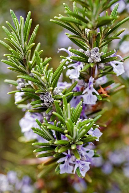 Green Witch丨Ten Commonly Used Manifestation Herbs