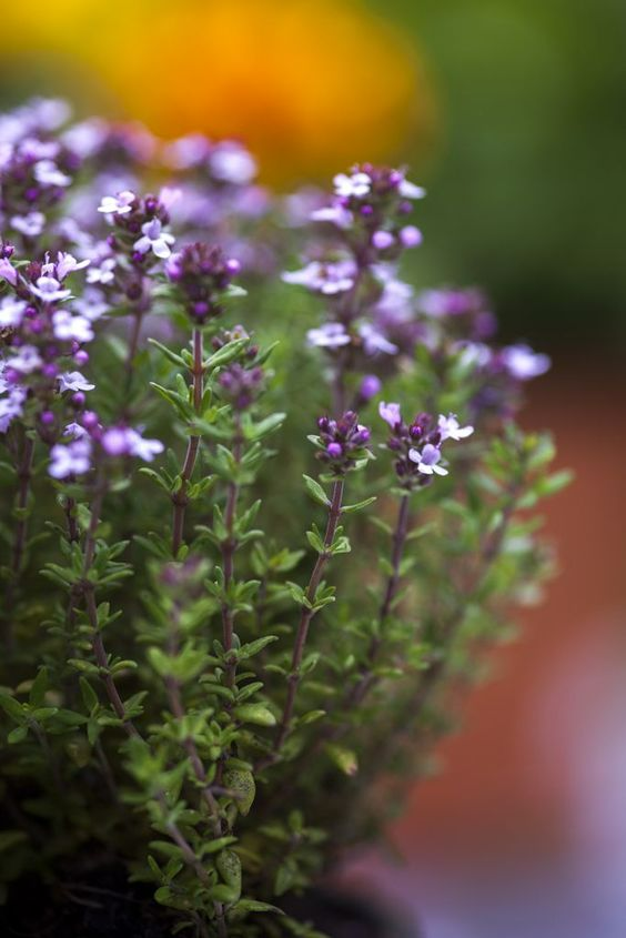 Green Witch丨Ten Commonly Used Manifestation Herbs