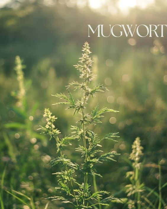 Green Witch丨Ten Commonly Used Manifestation Herbs
