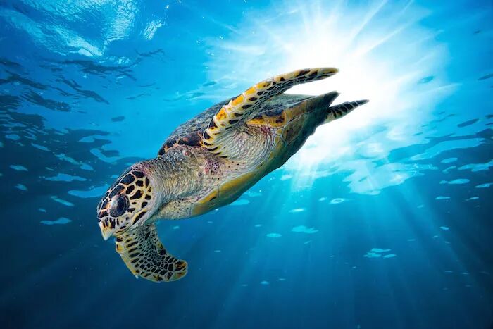 Power animal | The symbolic meaning of the turtle