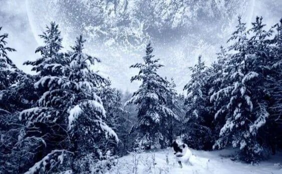 冥想丨冬季冥想WINTER MEDITATION